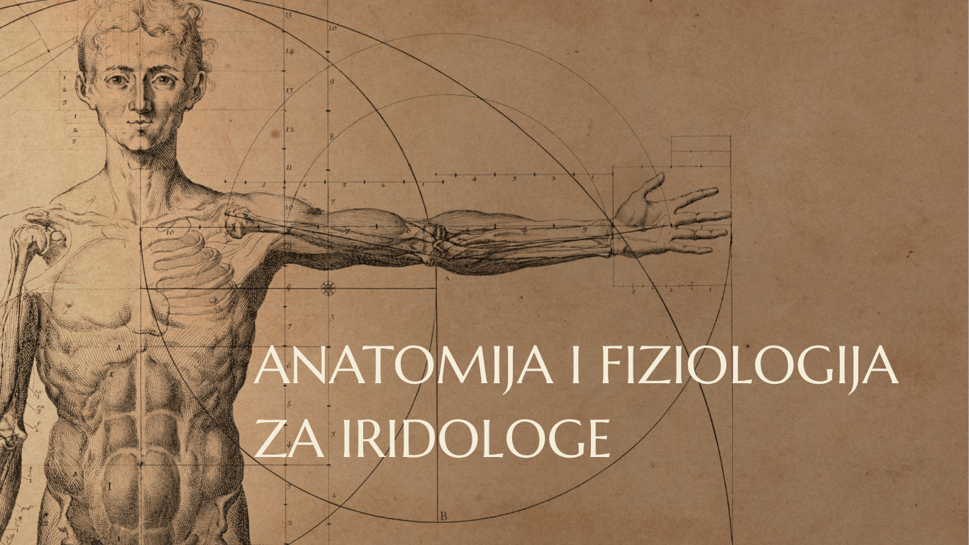 Anatomija i fiziologija za iridologe